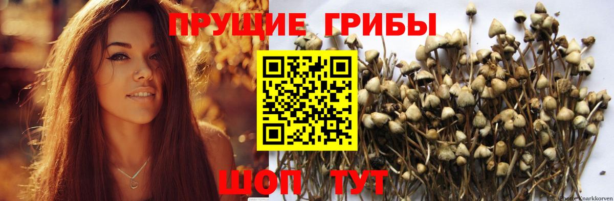 Псилоцибиновые грибы GOLDEN TEACHER Артёмовский